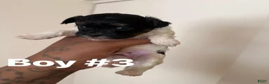 Shihpoo 3