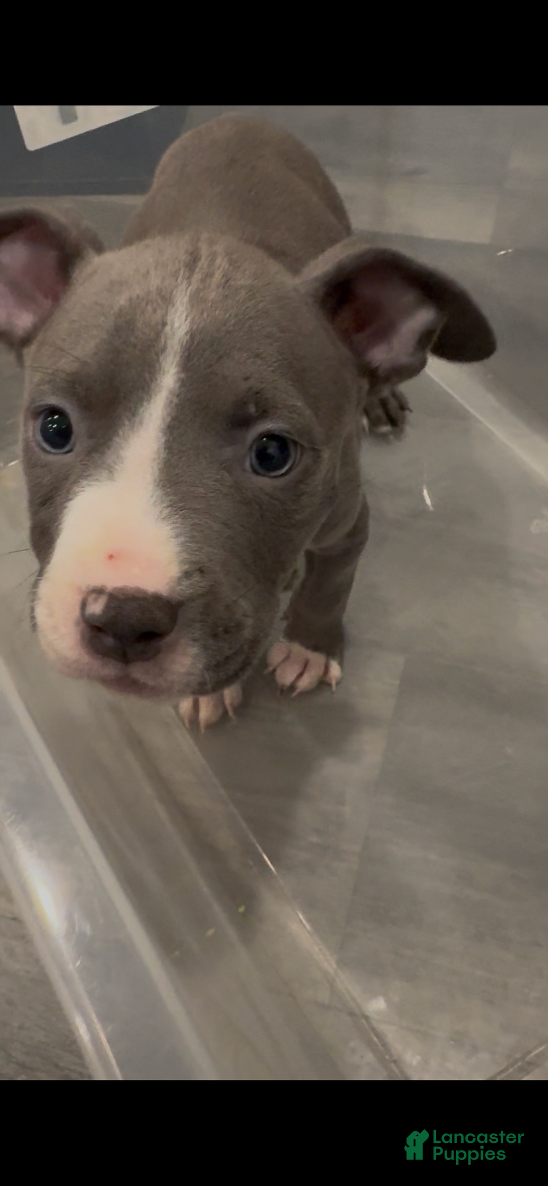 Mixed Breed dogs for sale: Jr - Ad 1