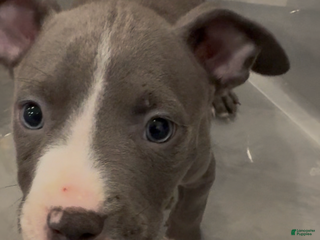 Mixed Breed dogs Jr - Ad 27