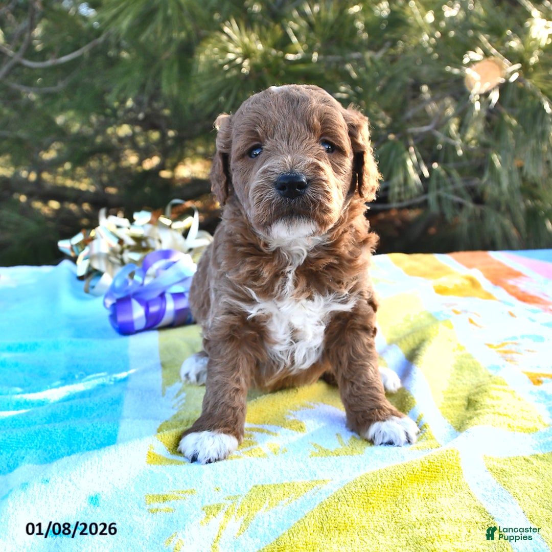 Mini Goldendoodle dogs for sale: Oprah - Ad 1