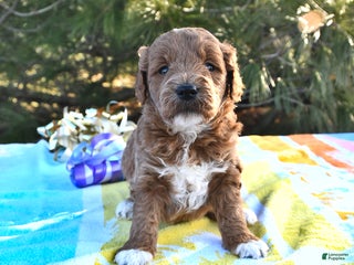Mini Goldendoodle dogs Oprah - Ad 2