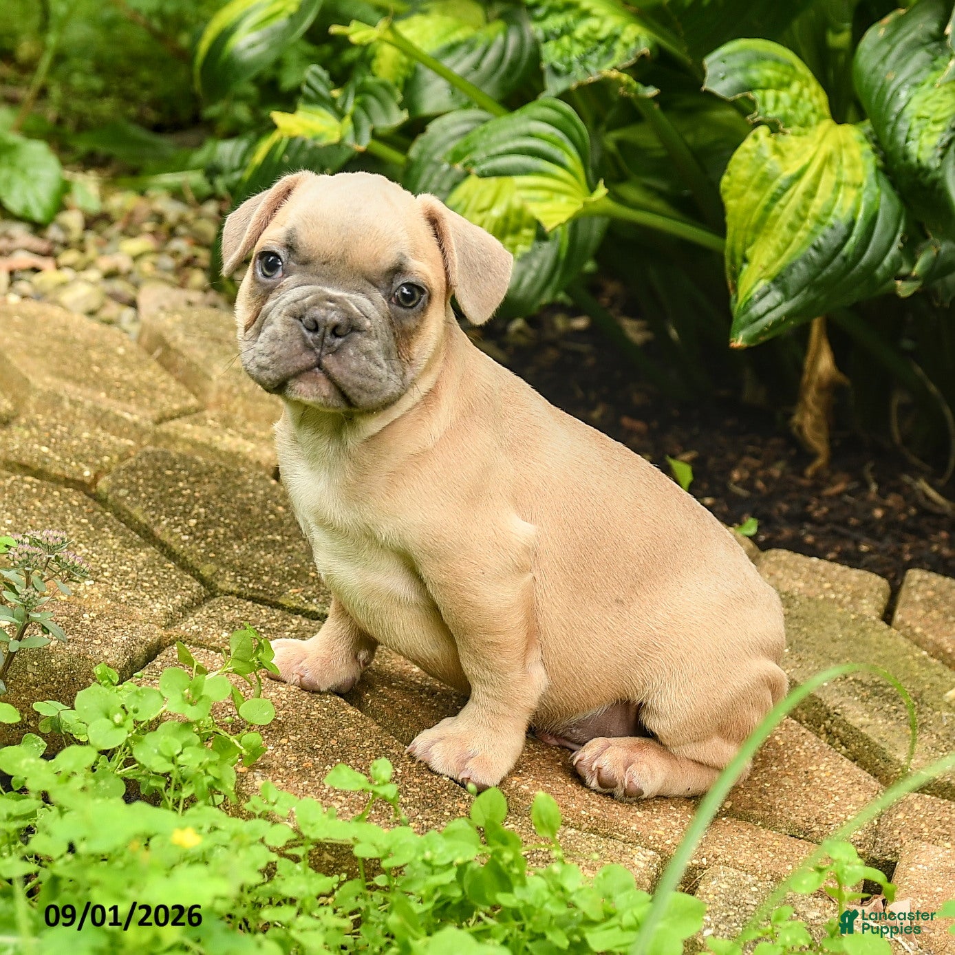 French Bulldog dogs Maestro - Ad 1