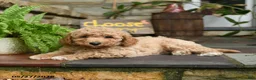 Mini Goldendoodle dogs for sale: Honey - Ad 2