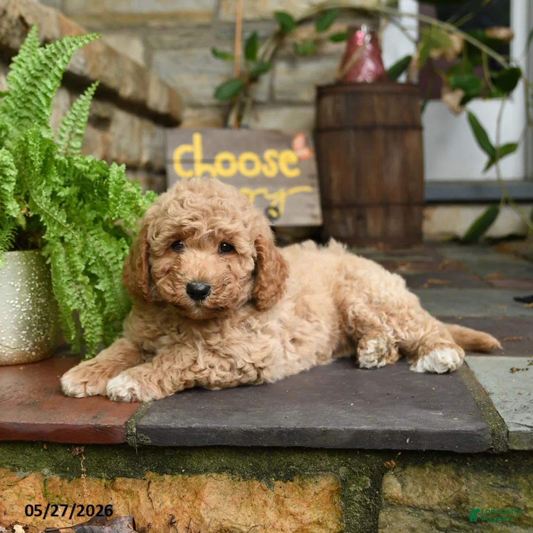 Mini Goldendoodle dogs for sale: Honey - Ad 2