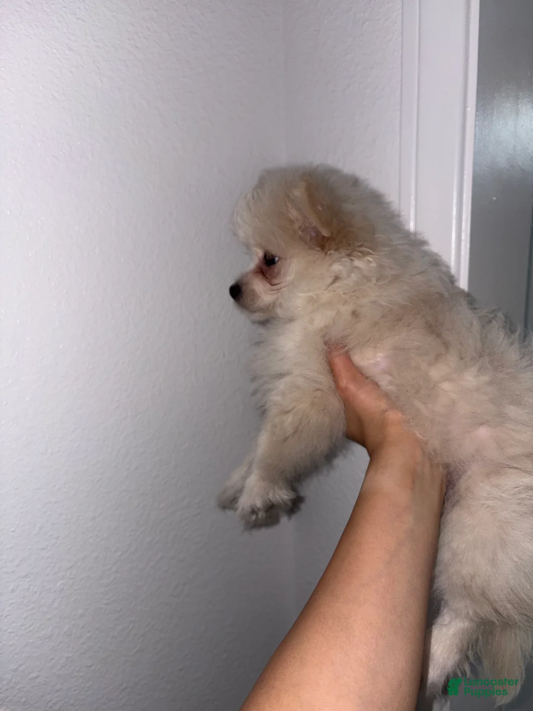 Mixed Breed dogs for sale: Mixed Breed Puppy 1 - Ad 2