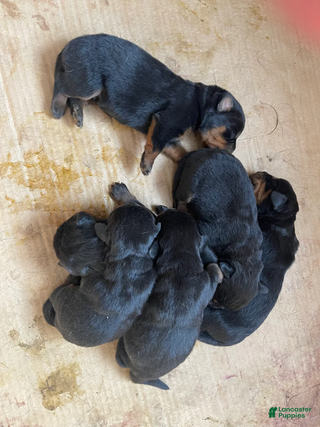 Rottweiler dogs for sale: Rottweiler Puppy 4. Maggie - Ad 6
