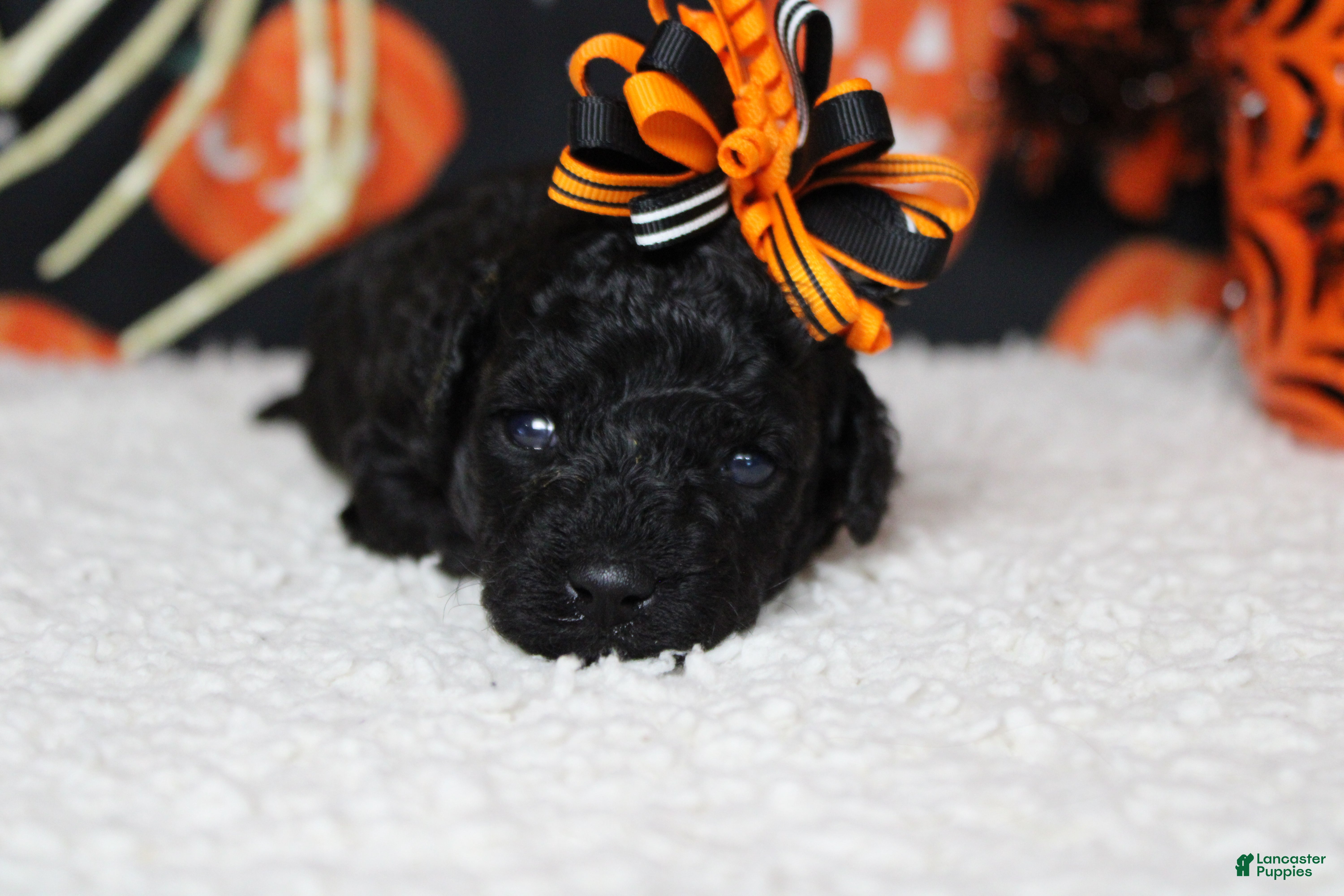 Toy Poodle dogs Sydney - Ad 16