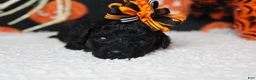 Toy Poodle dogs for sale: Sydney - Ad 1