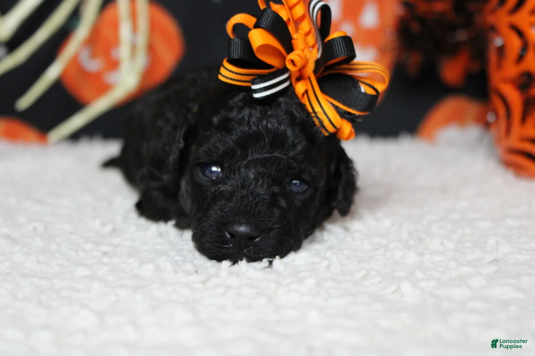 Toy Poodle dogs for sale: Sydney - Ad 1