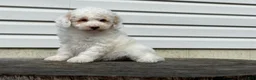 Miniature Poodle dogs for sale: Dakota Miniature Poodle  - Ad 6