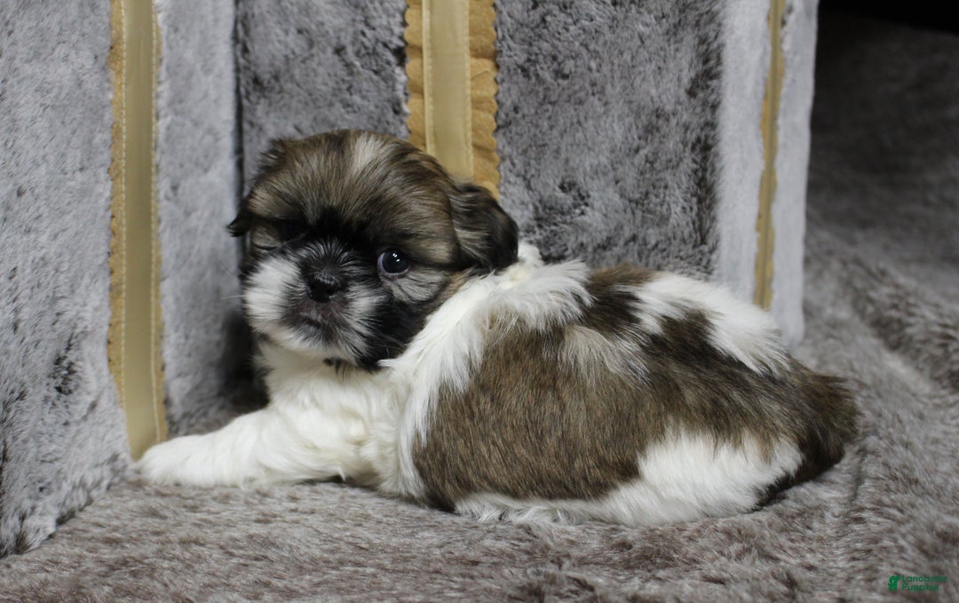 Shih Tzu dogs for sale: Sadie - Ad 4
