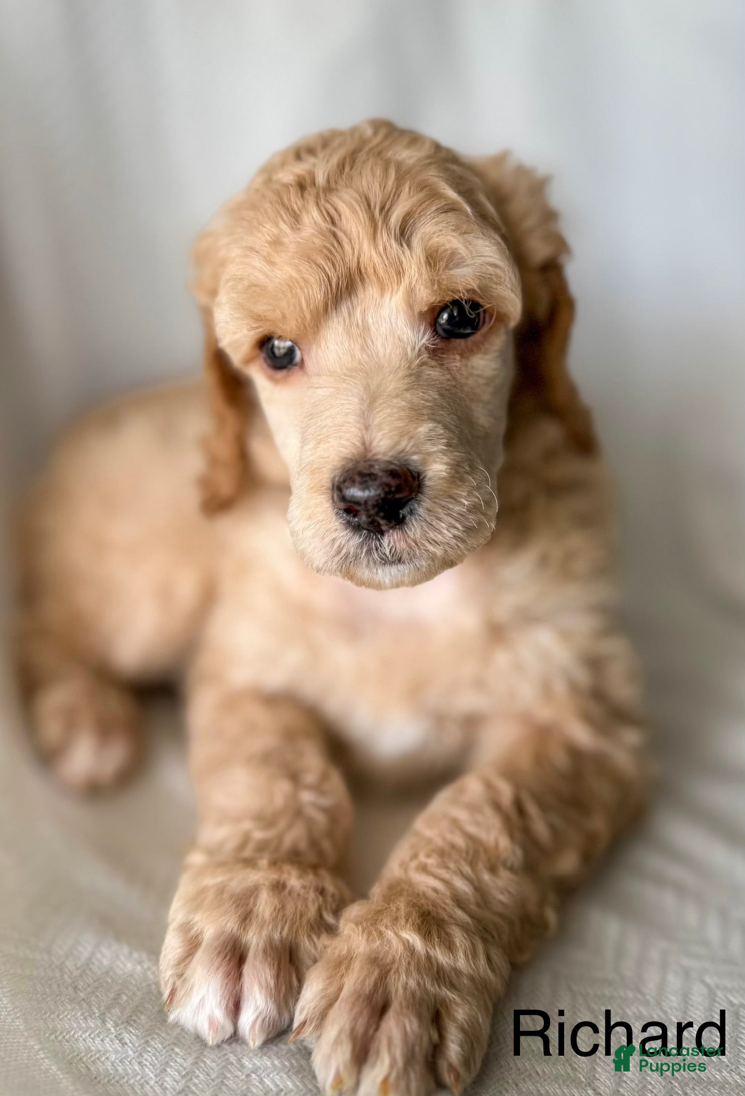 Standard Poodle dogs for sale: Standard Poodle Puppy 1 Richard  - Ad 4