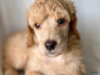 Standard Poodle dogs for sale: Standard Poodle Puppy 1 Richard - Ad 4