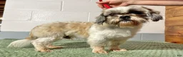 Shihpoo dogs for sale: Jett - Ad 6