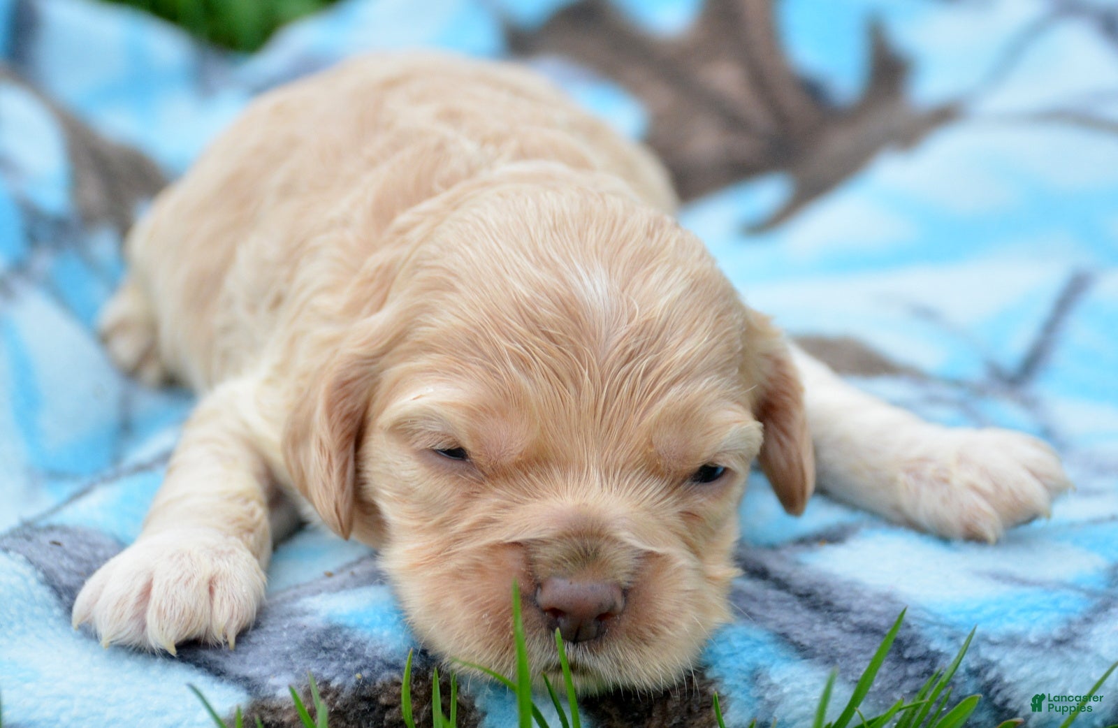 Cockapoo dogs Cockapoo Chrissy - Ad 20