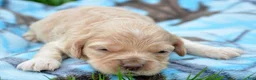 Cockapoo dogs for sale: Cockapoo Chrissy - Ad 7