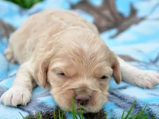 Cockapoo dogs Cockapoo Chrissy - Ad 20