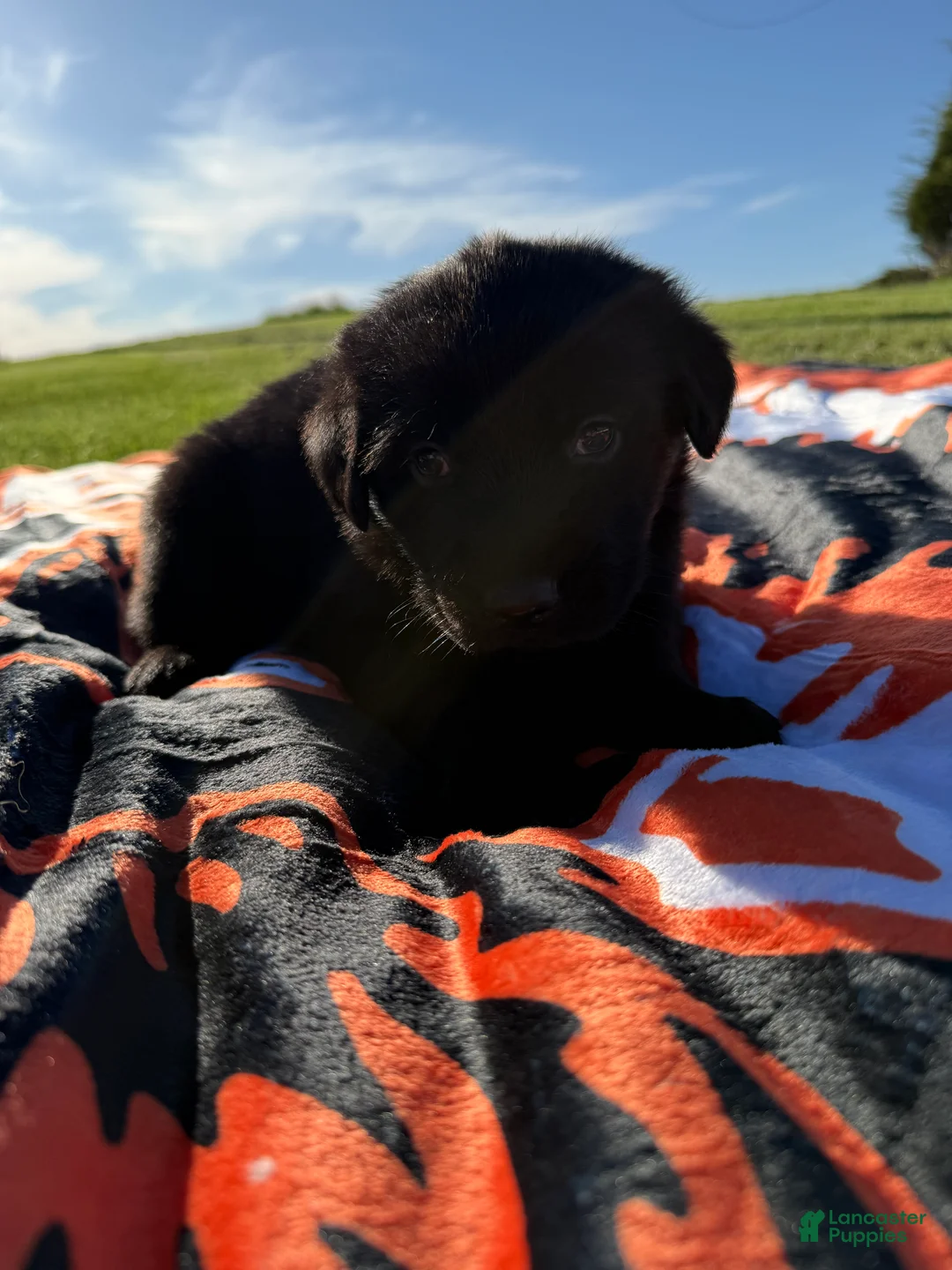 Mixed Breed dogs for sale: Ash - Ad 1