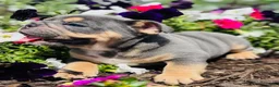 English Bulldog dogs for sale: Blue Boy  - Ad 4