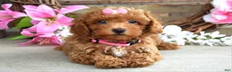 Toy Poodle dogs for sale: Molly - Ad 8