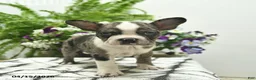 Boston Terrier dogs for sale: Ryder  - Ad 4