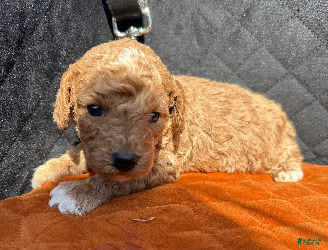 Toy Poodle dogs for sale: Meet Jack- AKC Genetically Tested Parents - Ad 3
