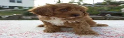 Cavapoo dogs for sale: Talia - Ad 5