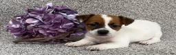 Jack Russell Terrier dogs for sale: Vanetta - Ad 3