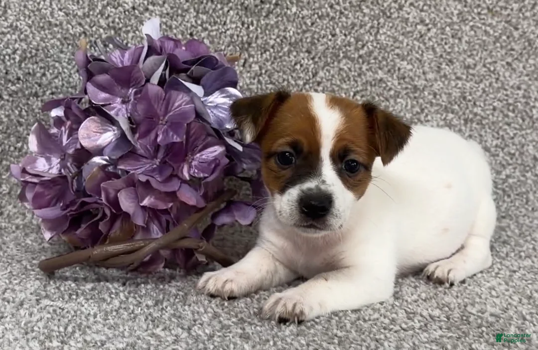 Jack Russell Terrier dogs for sale: Vanetta - Ad 3