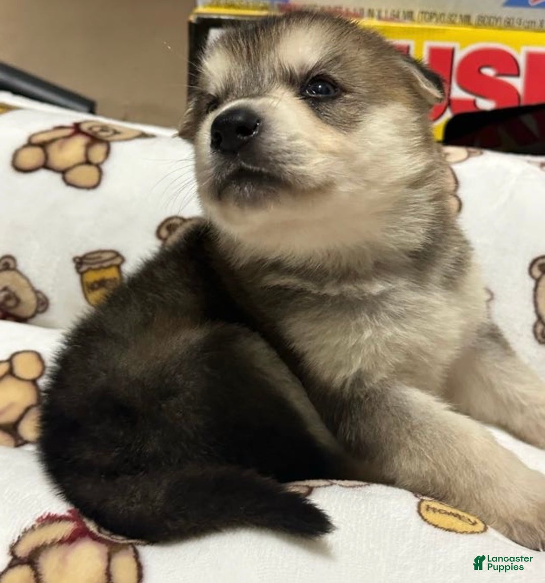 Gerberian Shepsky dogs for sale: Gerberian Shepsky Puppy 1 - Ad 4