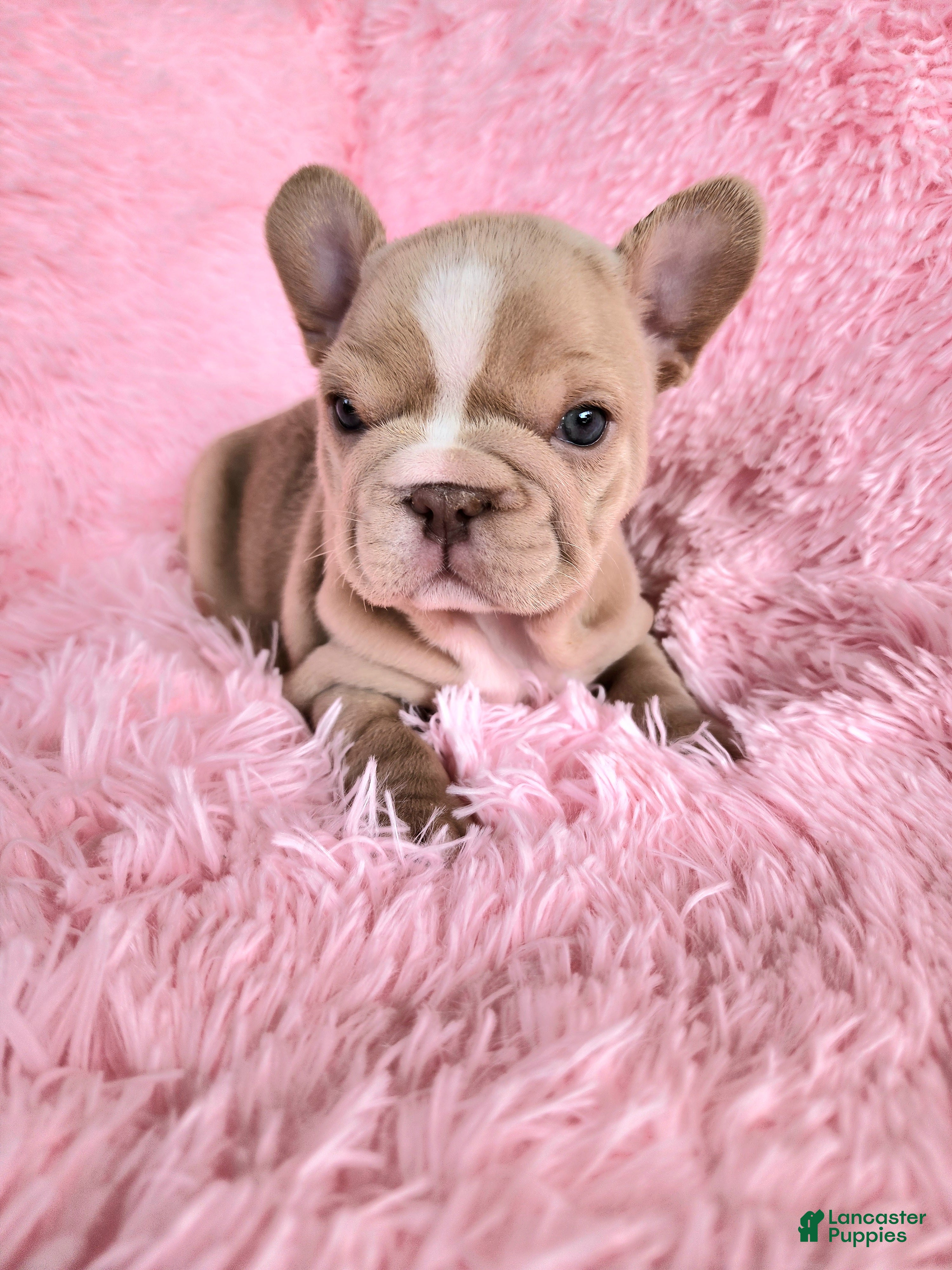 French Bulldog dogs Izzy - Ad 2