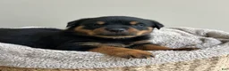 Rottweiler dogs for sale: Kitkat - Ad 2