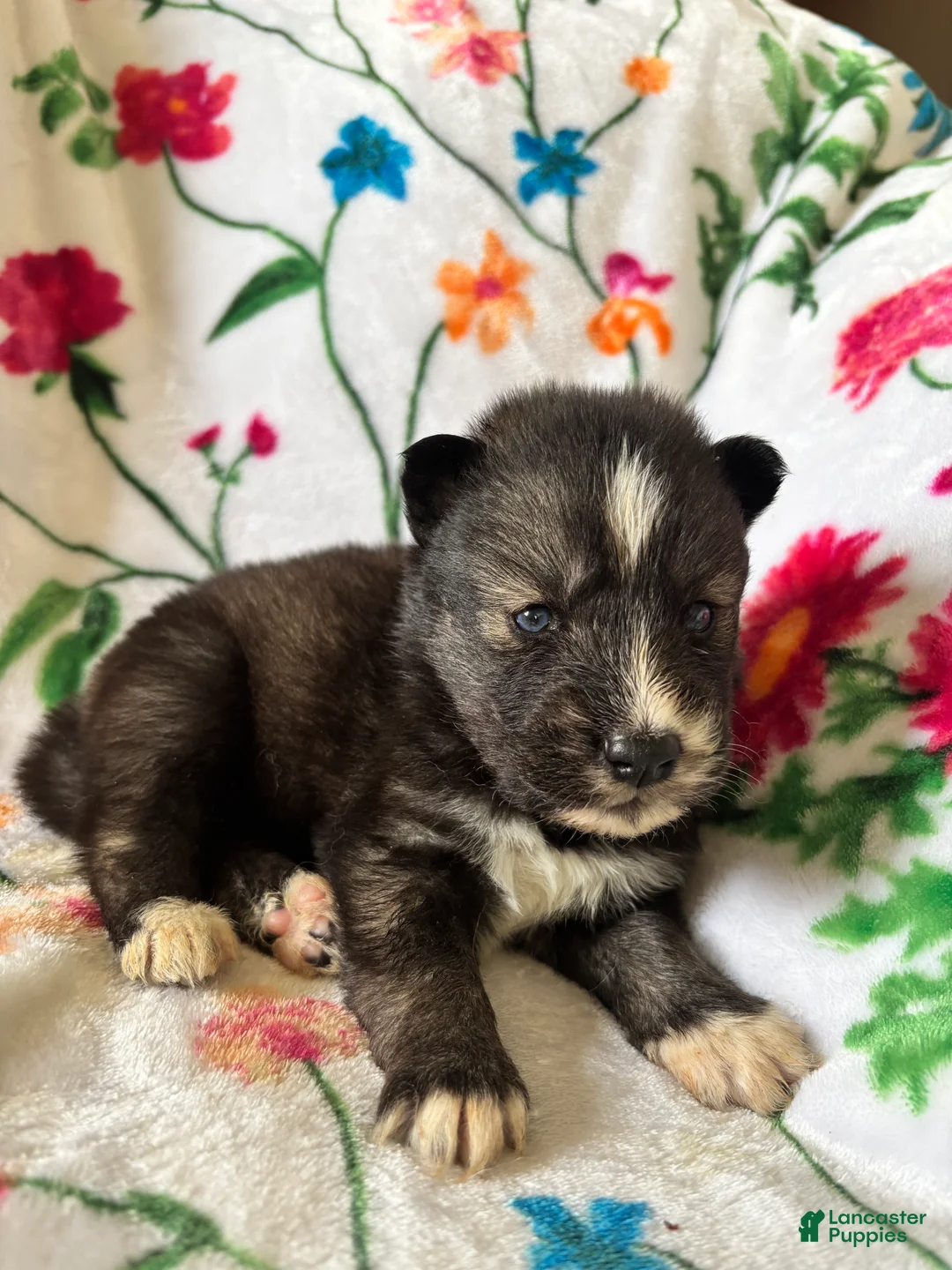 Siberian Husky dogs for sale: Purple collar female - Ad 2