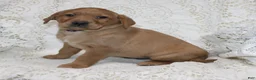 Labrador Retriever dogs for sale: Rosie - Ad 4