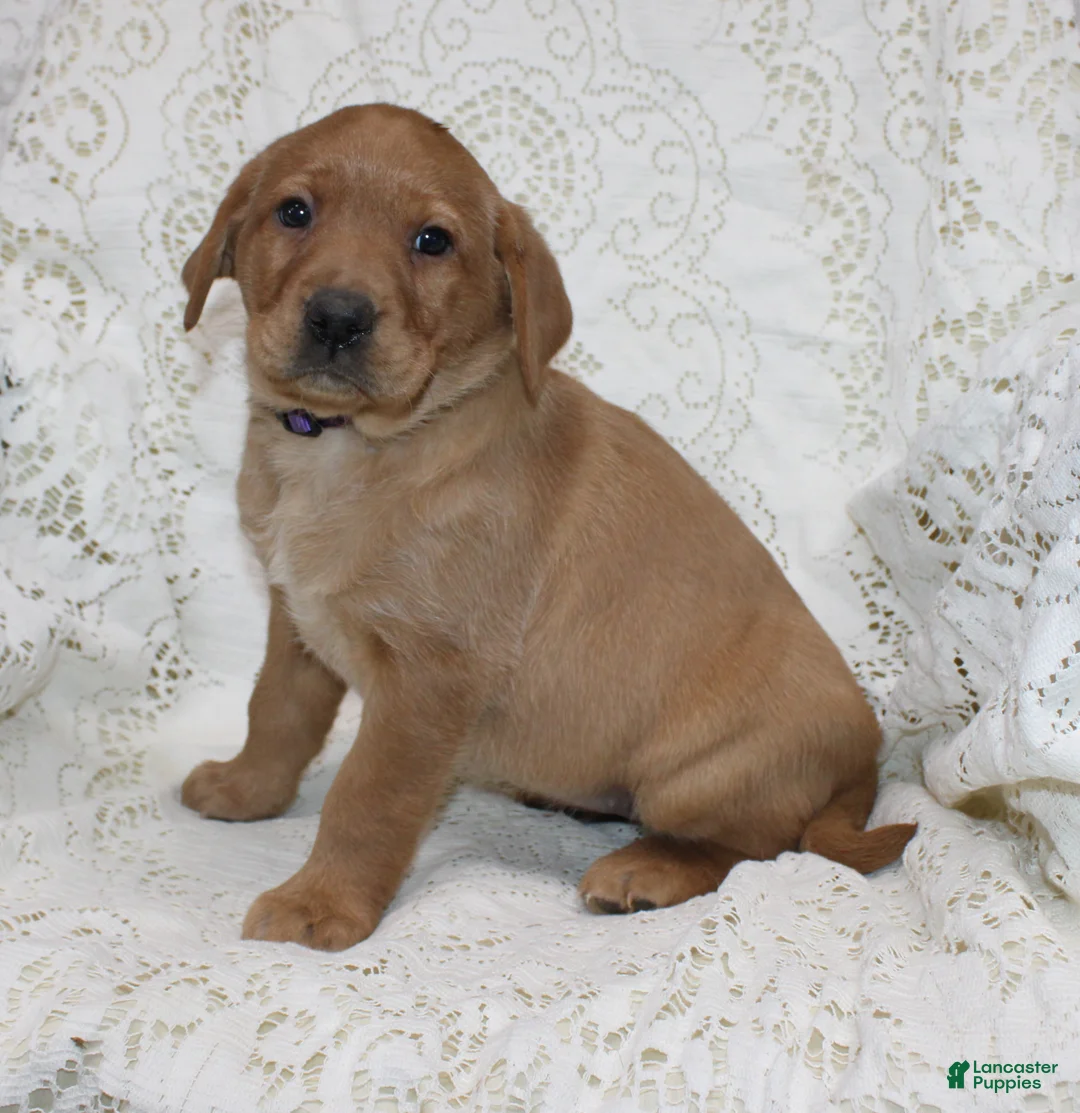 Labrador Retriever dogs for sale: Rosie - Ad 4