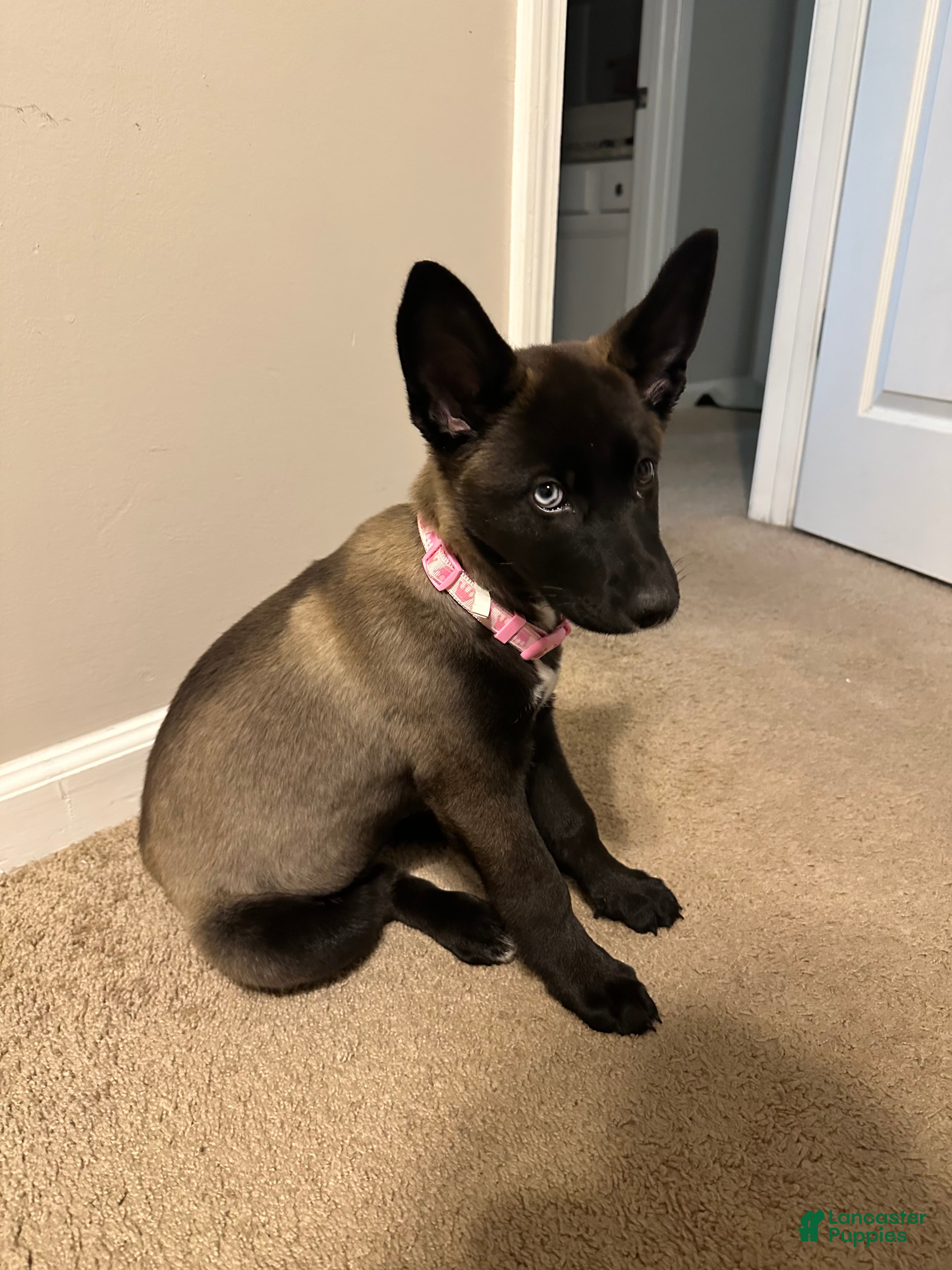 Gerberian Shepsky dogs Gerberian Shepsky 1 - Ad 5