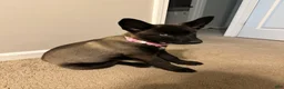 Gerberian Shepsky dogs for sale: Gerberian Shepsky 1 - Ad 1