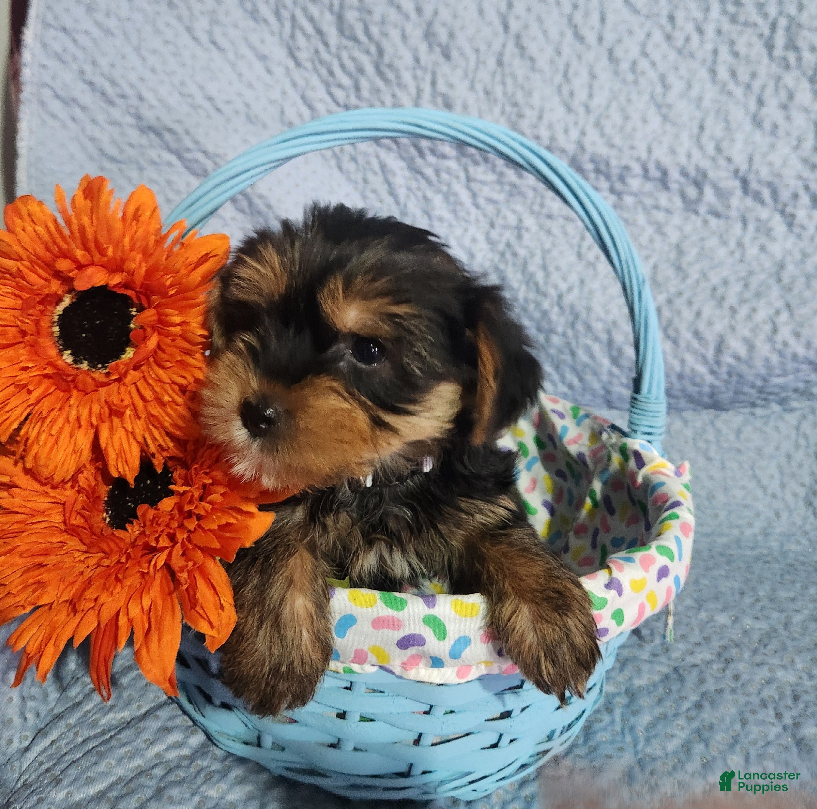 Yorkshire Terrier dogs Shelby - Ad 2