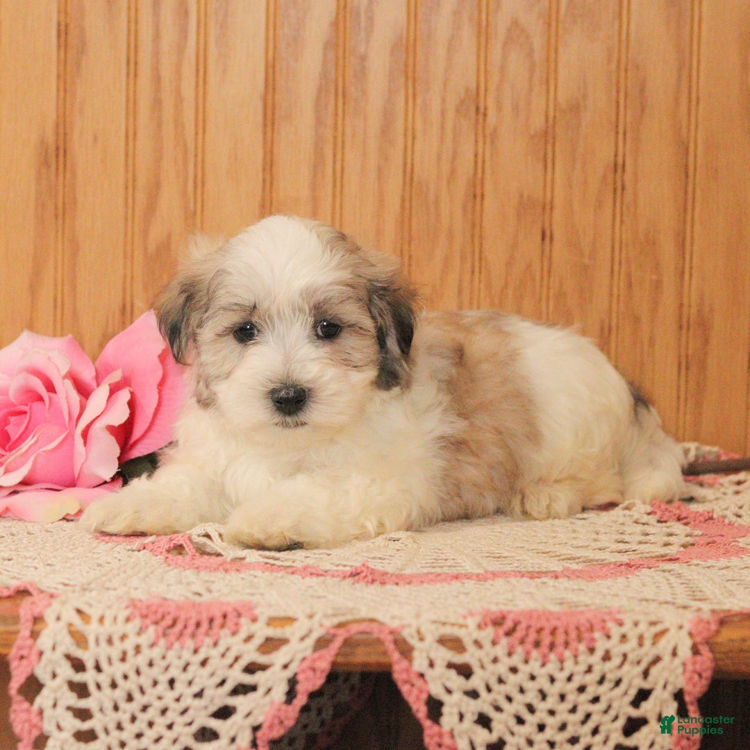 Malshi dogs for sale: Jasper - Ad 2