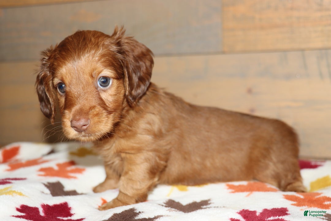 Miniature Dachshund dogs for sale: Terry  - Ad 24