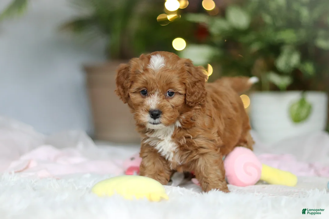Cavapoo dogs for sale: Mable - Ad 8