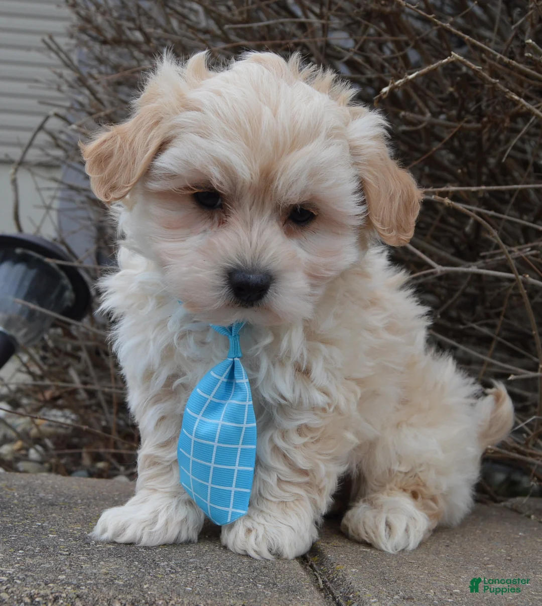 Maltipoo dogs for sale: Max - Ad 4
