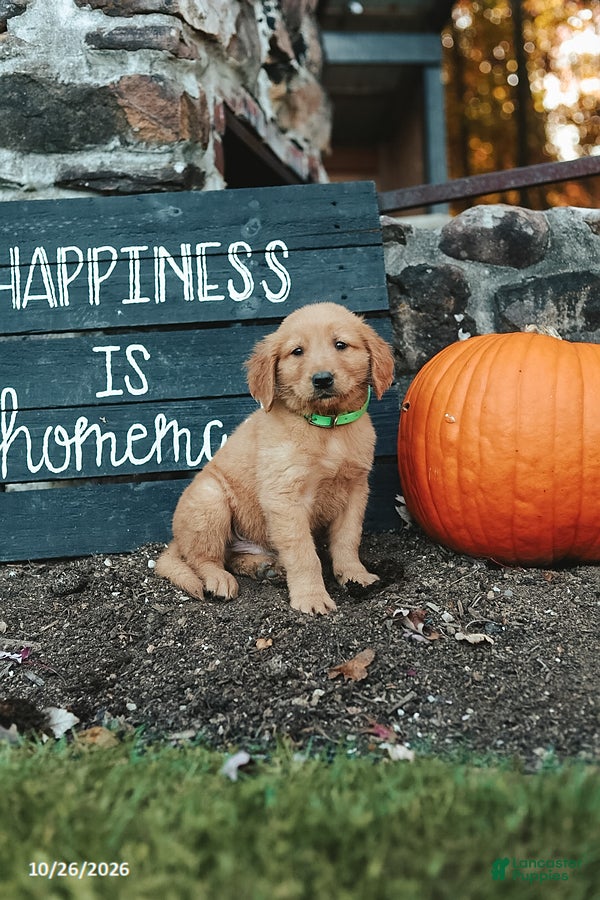 Golden Retriever dogs for sale: Justin - Ad 2