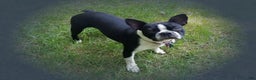 Boston Terrier dogs for sale: Chocolate - Ad 11