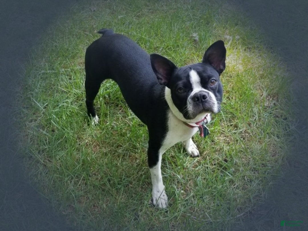 Boston Terrier dogs for sale: Chocolate - Ad 11