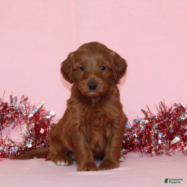 Mini Goldendoodle dogs Arlo - Ad 32