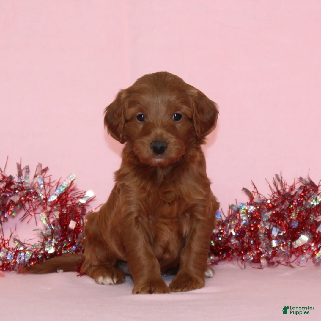 Mini Goldendoodle dogs for sale: Arlo - Ad 1