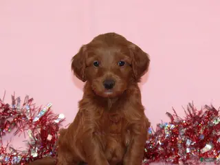 Mini Goldendoodle dogs Arlo - Ad 8