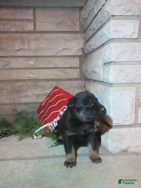 Mixed Breed dogs Willow - Ad 18