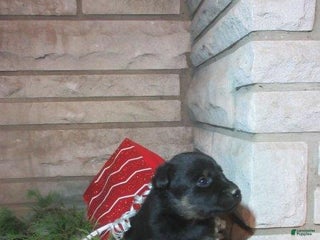 Mixed Breed dogs Willow - Ad 18